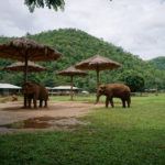 Elephant Nature Park   ー　象の楽園に行ってきた   <<その１:概要>>