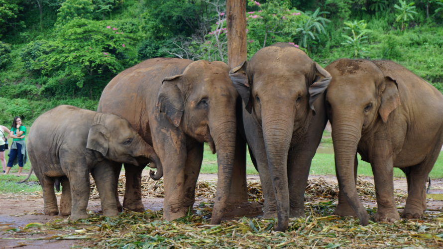 Elephant Nature Park – 最終回 <<その４：メッセージ>>