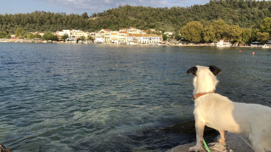 ギリシャ タソス 編 4 保護犬アラビ、初めての海